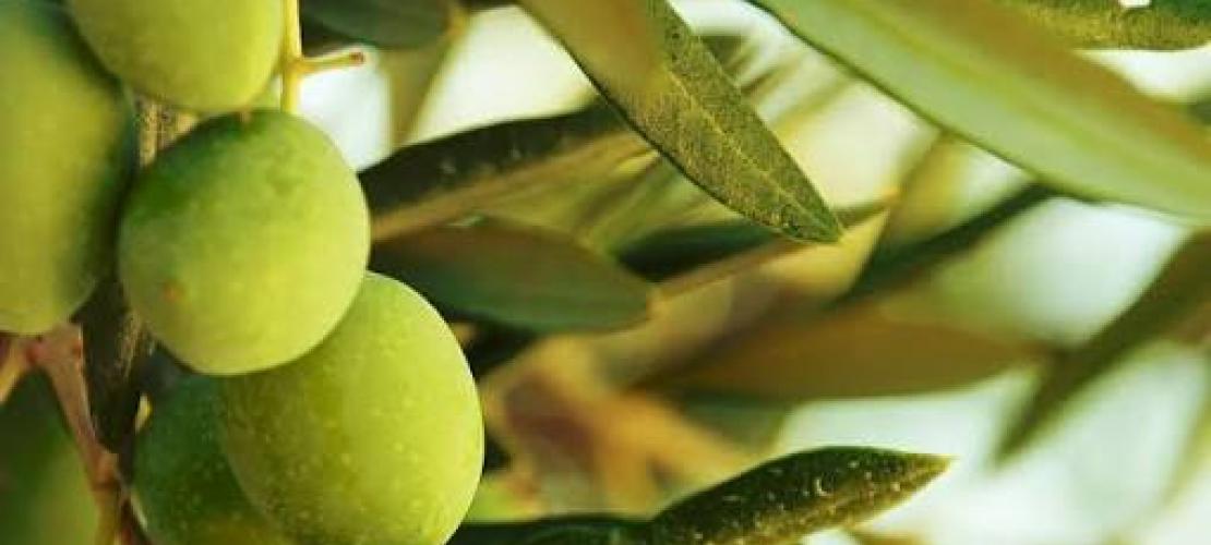 Ολγα Γεροβασίλη:Ανάγκη για άμεση παρέμβαση για τη διασφάλιση βιώσιμης τιμής