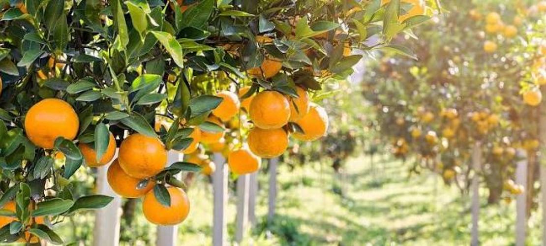Στο «κόκκινο» ο κάμπος της Άρτας: Η κλιματική κρίση απειλεί τα εσπεριδοειδή 