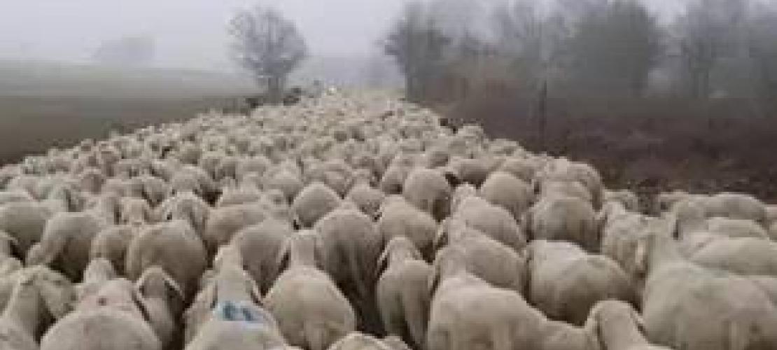 Συναγερμός στην Ήπειρο και στην Άρτα για την ευλογιά των αιγοπροβάτων 