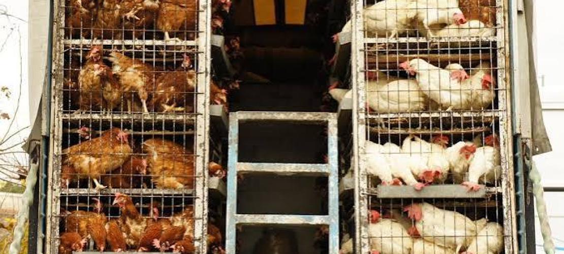 Άρτα το φορτηγό της ντροπής : Μια ανώνυμη καταγγελία, πέντε νεκρά πτηνά και τα μεγάλα ερωτηματικά