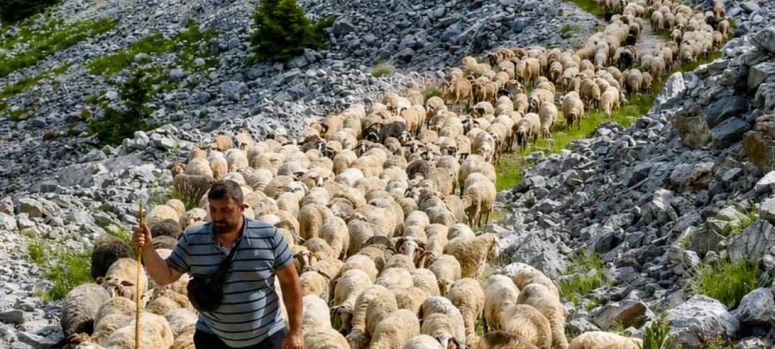 Άρτα: Η οικογένεια που μετακινεί 1.000 πρόβατα κάθε καλοκαίρι