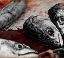  ΜέΡΑ25:Η οικολογική κρίση του...