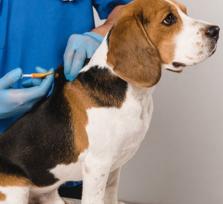 Άρτα: Δωρεάν τσιπάρισμα σε...