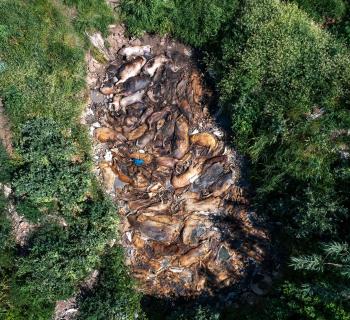 ΥΓΕΙΟΝΟΜΙΚΗ ΒΟΜΒΑ: ΕΡΕΥΝΑ - ΣΟΚ ΣΕ ΧΟΙΡΟΤΡΟΦΕΙΑ