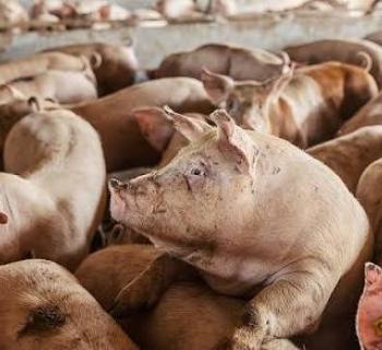 Στη Βουλή έφερε ο Γ. Στύλιος τα αιτήματα των χοιροτρόφων για αποζημιώσεις από την καταστροφική πυρκαγιά του Αυγούστου 2025