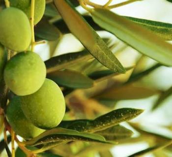 Ολγα Γεροβασίλη:Ανάγκη για άμεση παρέμβαση για τη διασφάλιση βιώσιμης τιμής