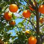 ΑΡΤΑ: Σαπίζουν στα χωράφια τα πορτοκάλια!