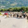 ΑΡΤΑ: ΑΝΤ/ΧΟΣ ΚΑΤΑΔΙΚΑΣΤΗΚΕ ΓΙΑ ΘΑΝΑΤΗΦΟΡΟ ΤΡΟΧΑΙΟ ΜΕ ΑΝΕΠΙΤΗΡΗΤΑ ΖΩΑ